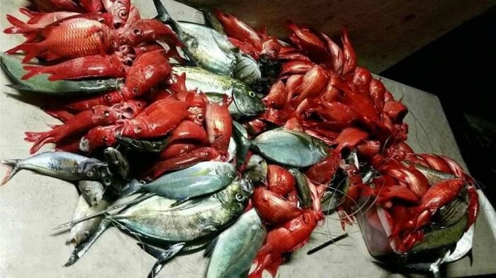 ナウルで漁れる魚(提供:ナウル共和国政府観光局日本事務所)