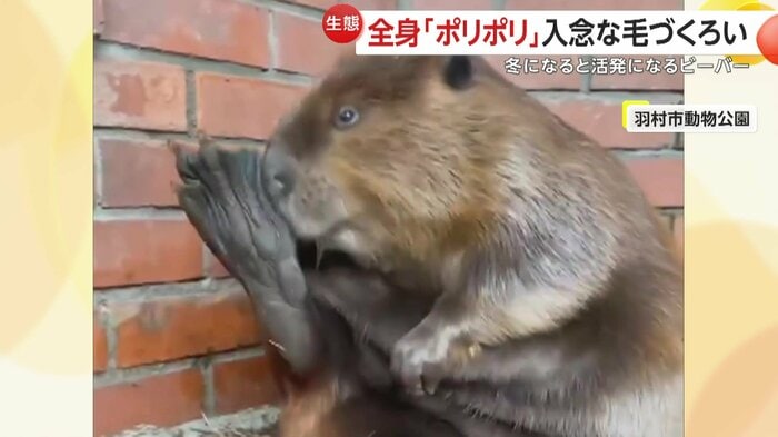 右足をチェックするビーバー(映像提供:ヒノトントンZOO(羽村市動物公園))