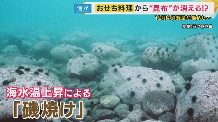 海水温の上昇によって生じる海底の「磯焼け」