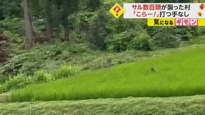 田んぼの中に入るサル