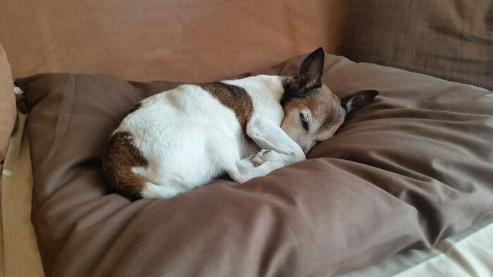 ペット羽毛ラグ 中型犬Mタイプ