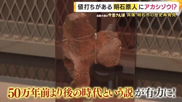 明石原人の骨のレプリカ