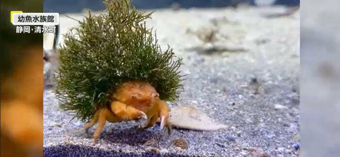 “アフロガニ”として人気のカイカムリ(提供:幼魚水族館)