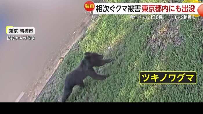 ツキノワグマが現れたのは東京・青梅市の駐車場