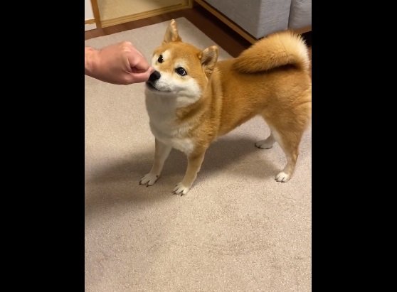 「グー」の手をじっと見つめるひるねちゃん