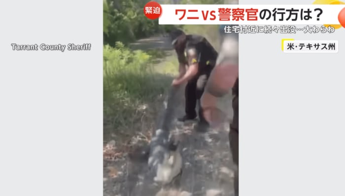 シッポを引っ張り、ワニを移動させる警察官