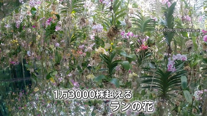 空中で生きているため、訪れる時間によって匂いが変わるという