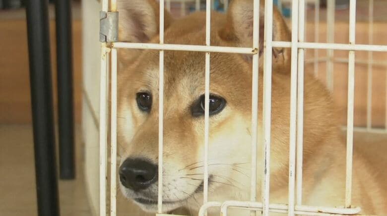 長野県小諸市で「保護犬の譲渡会」　｜FNNプライムオンライン