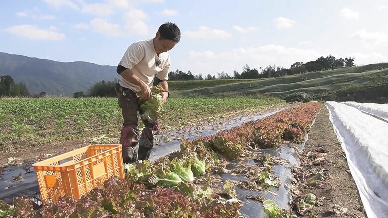 廃棄食材から肥料作り 高騰する輸入品に頼らず野菜栽培する若手農家 完全な循環型農業とは【福岡発】｜FNNプライムオンライン