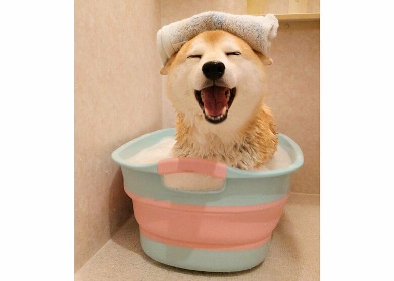 「いい湯だな～」気持ちよさそうに入浴する柴犬が激カワ…お風呂ではいつもにっこり? 飼い主に聞いた