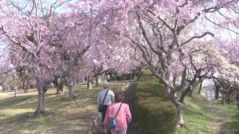 濃いピンクのヤエベニシダレなど…350本のシダレザクラが見ごろ迎える あと1週間ほど楽しめる見込み｜FNNプライムオンライン