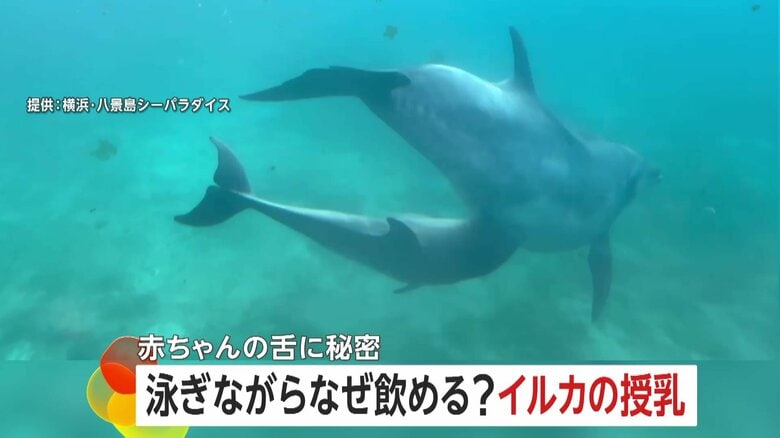 生後1カ月のイルカはなぜ泳ぎながら母乳を飲める？秘密は1～2年で消失する舌のギザギザ…授乳時間は1日わずか“5分”　横浜・八景島シーパラダイス｜FNNプライムオンライン
