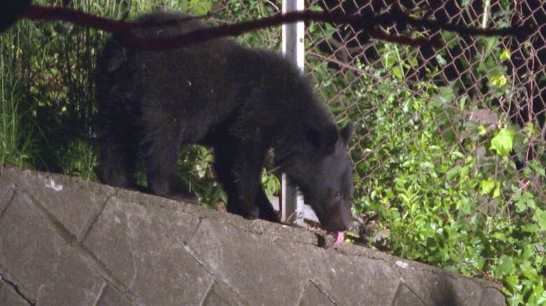 クマを「ハチミツ作戦」でおびき出すも逃走…商業施設付近で7時間居座った後、ハチミツなめまわしたが捕獲用のおりには入らず　住民困惑「出歩きができないのは不安」【岩手発】｜FNNプライムオンライン