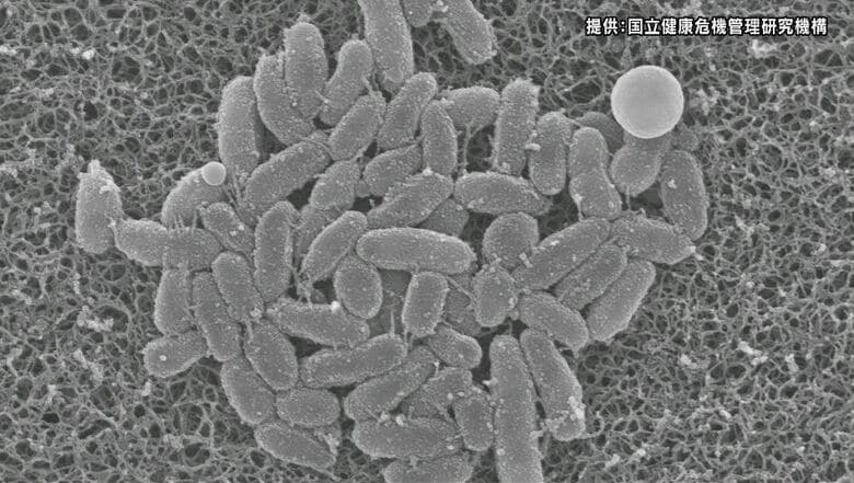 全国的に流行が続く「百日ぜき」　長野県内でも感染者数が増加　「りんご病」も例年より多い状態｜FNNプライムオンライン