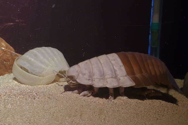 脱皮直後のため後半部は普段より鮮やかな色合い(写真提供:鳥羽水族館)