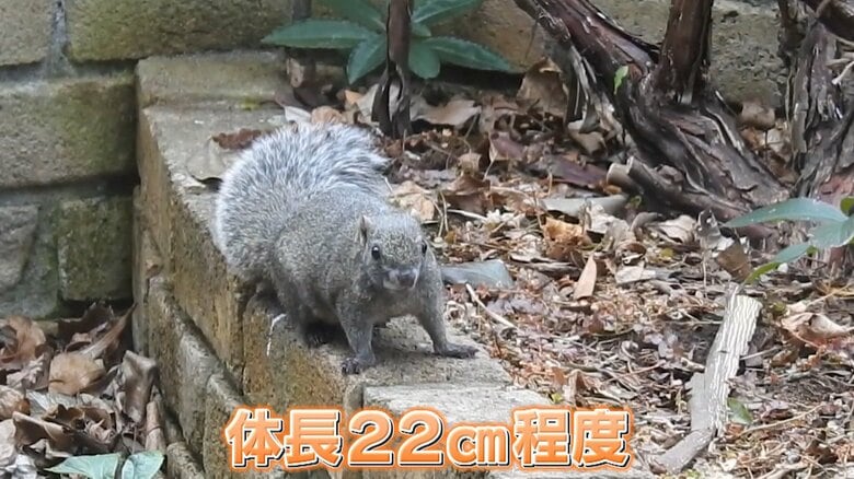 特定外来生物　タイワンリス