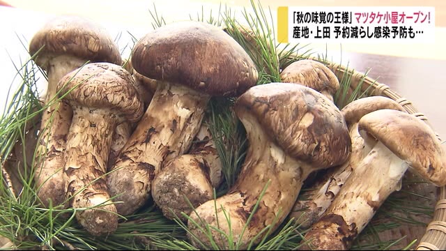 『秋の味覚の王様』 マツタケ小屋オープン! 産地の長野・上田 予約減らし感染予防も…