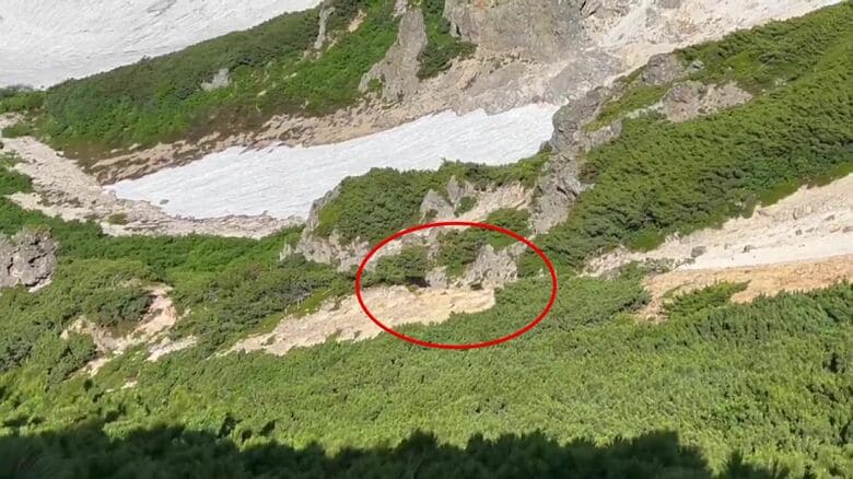 7月14日に目撃されたクマ（提供：@ren_photo3417）