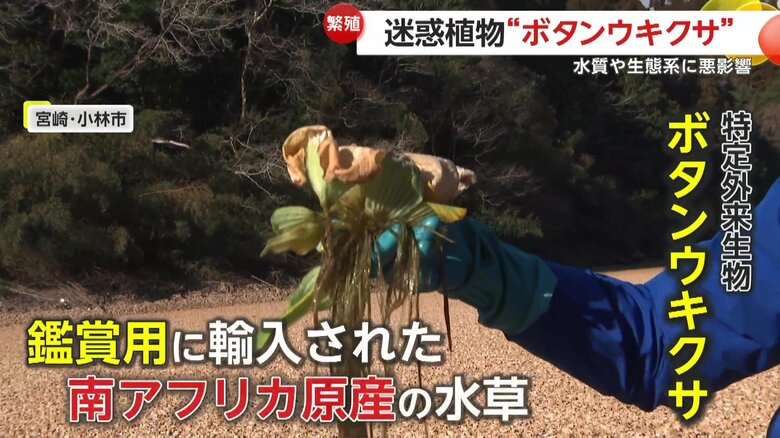 根が長く伸びる水草の一種「ボタンウキクサ」