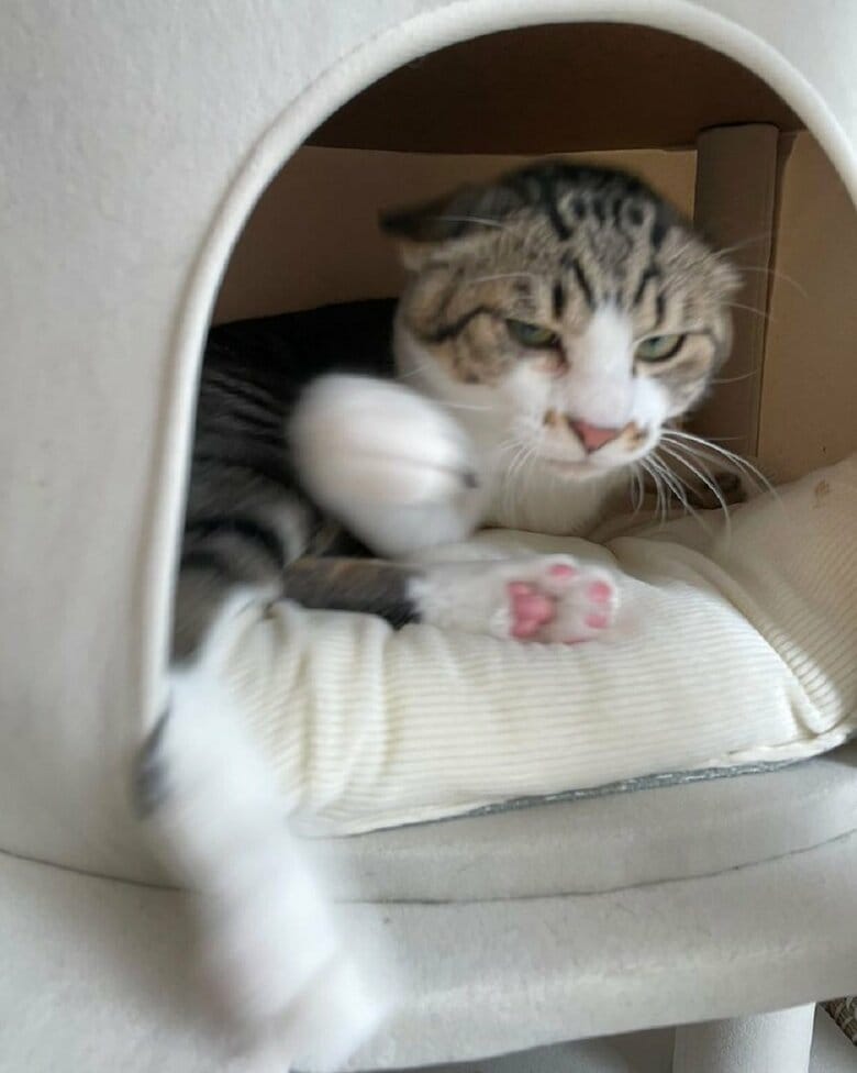 病院に行くのがバレた時の様子　時折猫パンチしてくるという