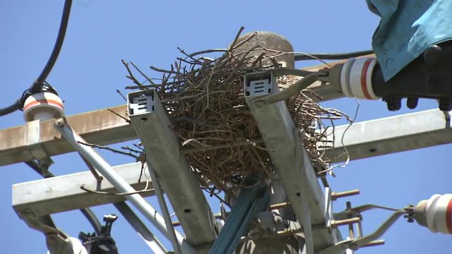 福島県内で撤去した「鳥の巣」は4カ月で1717個