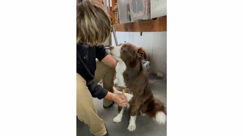 ブラッシングすると見つめてくるという