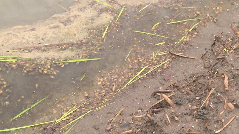 ジャンボタニシが食いちぎった苗が田んぼに