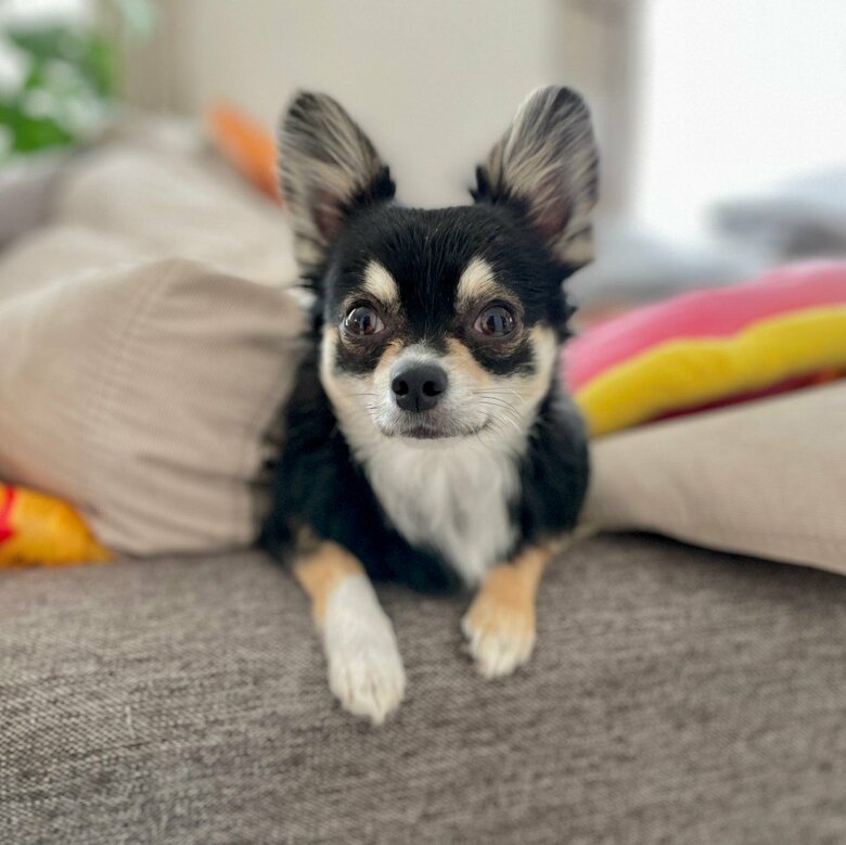 提供：チワワのごまじろーさん