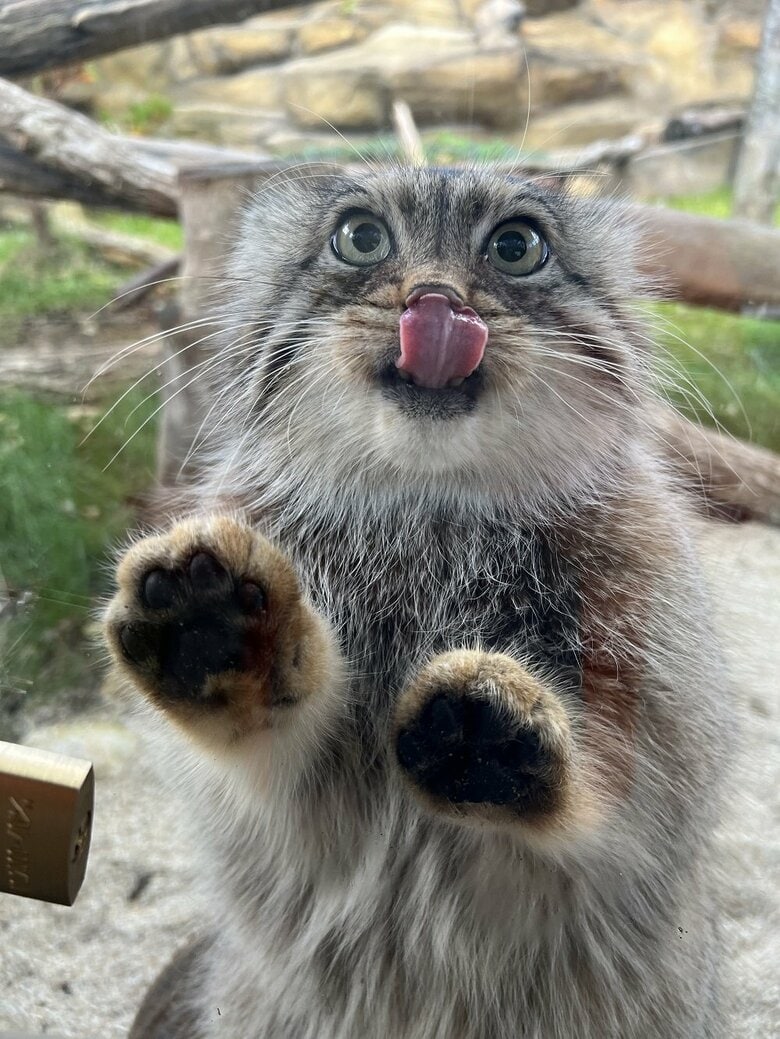 舌をぺろり（提供：那須どうぶつ王国）