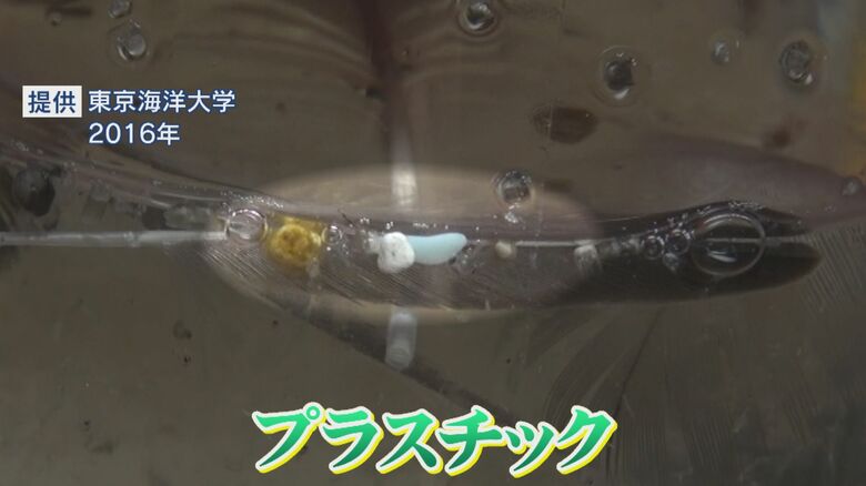 南極近海で採取された「マイクロプラスチック」（提供：東京海洋大学）