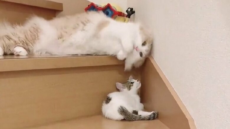 体をくねくねさせる、まゆちゃん