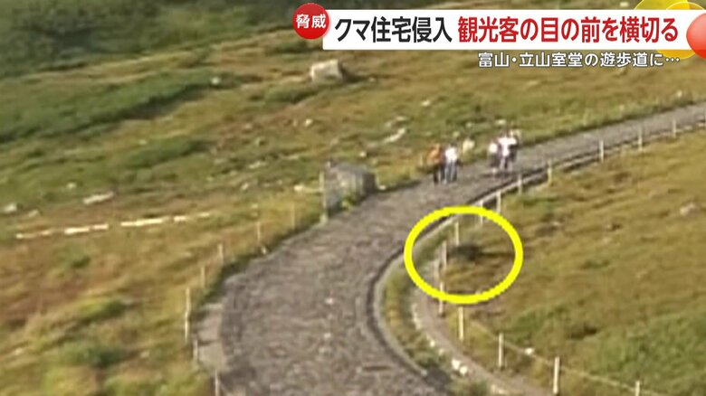遊歩道で観光客の目の前を横切るクマ（富山・立山室堂）⑤