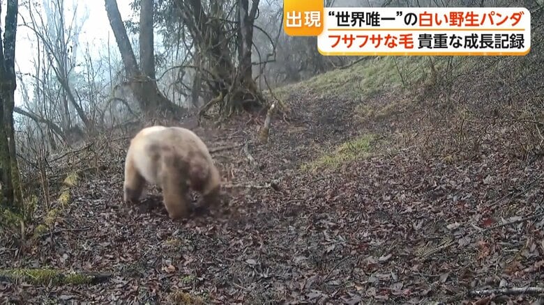 世界に1頭しかいないとみられる白いパンダ