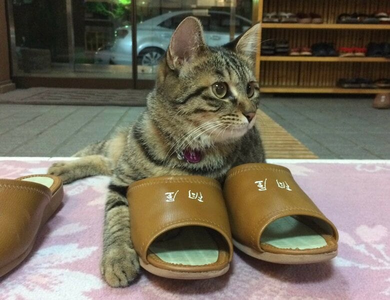 モモちゃん（桐屋旅館のTwitterより）