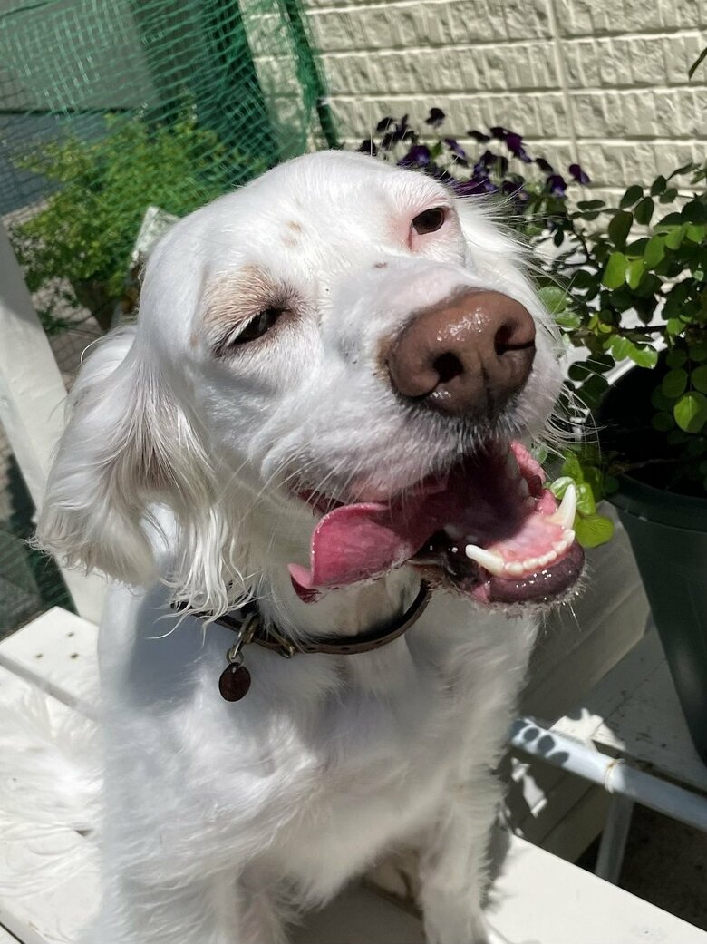 お鼻がつやつや