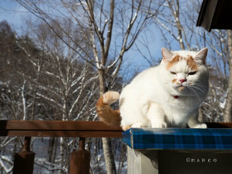 ベランダパトロール中（提供：MARCOさん）