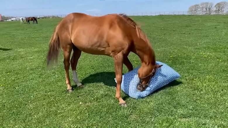 頭でチョイチョイとしたりと確認