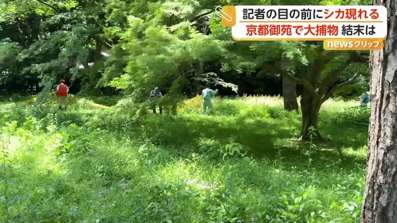 捕獲を試みたものの、シカは軽い身のこなしで逃走したシカ