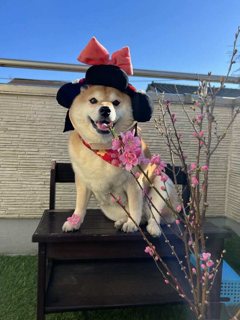 画像提供：柴犬ハナさん