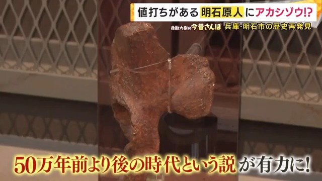 明石原人の骨のレプリカ