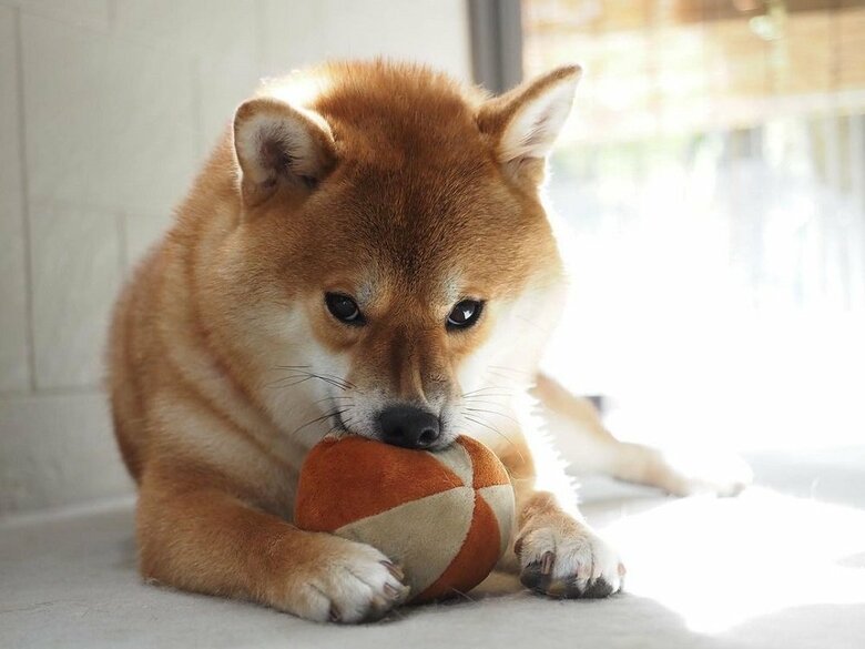 「渡したくない」