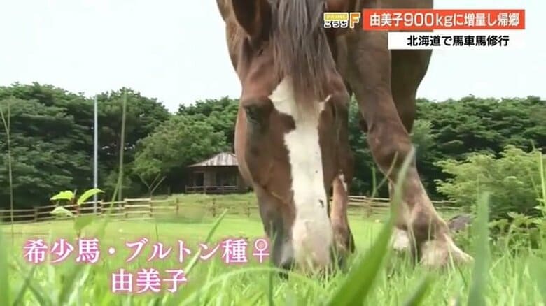 あしずりダディー牧場で育てられている「由美子」