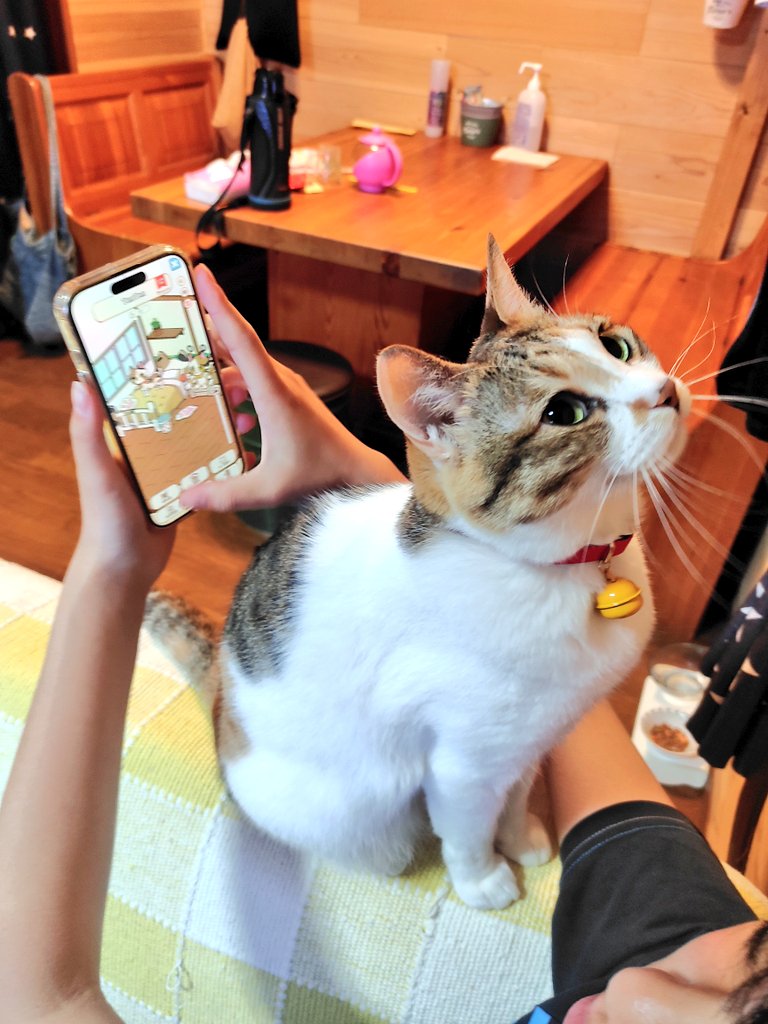 提供：nyaokoさん