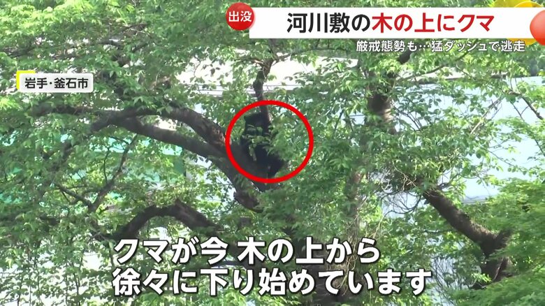 罠が設置されていた木の上から降りてきたクマの足元