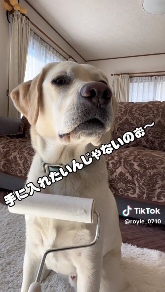 “コロコロ”されるロイルくん