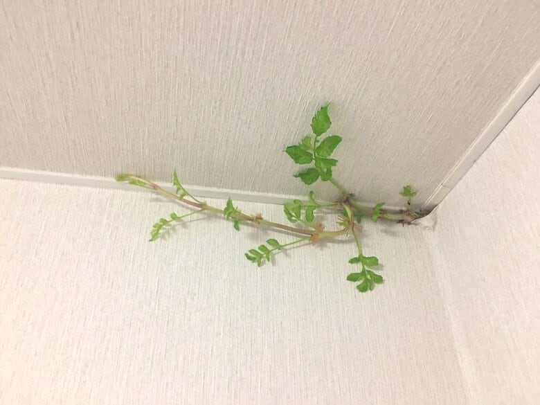 発見から6日目（8月13日）確実にツルが伸びてきている