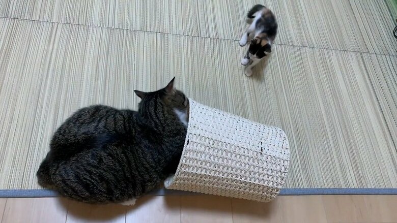 距離が近づいた今では怖くてではなく、かくれんぼでカゴに隠れている