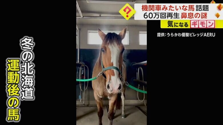 白い湯気が立ち昇る運動後の馬