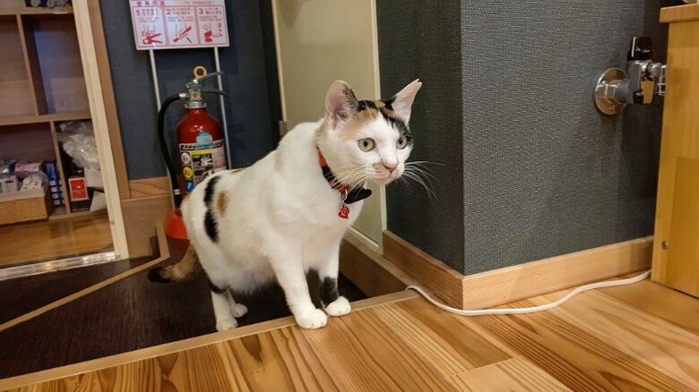 怖がりなのに好奇心旺盛な性格