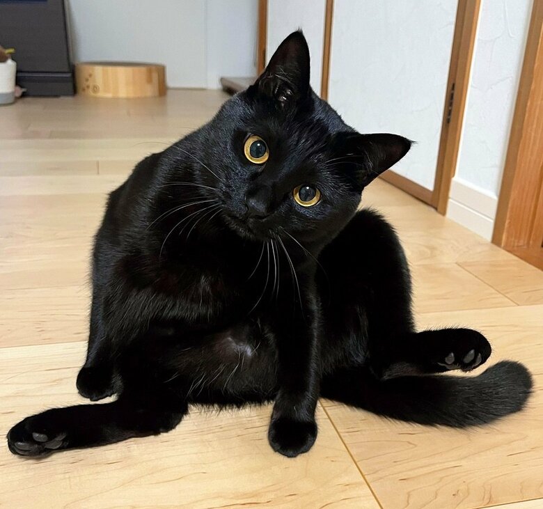 毛繕いの時にする体勢だそう